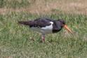 Haematopus finschi (South Island Pied Oystercatcher).jpg